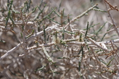 Haloxylon salicornicum