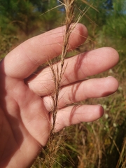 Aristida virgata