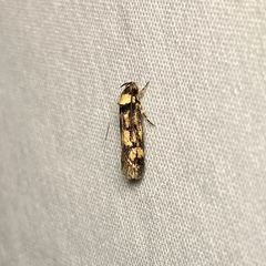 Sphyrelata nefanda