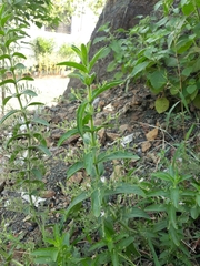 Andrographis echioides