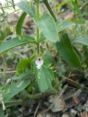 Andrographis echioides