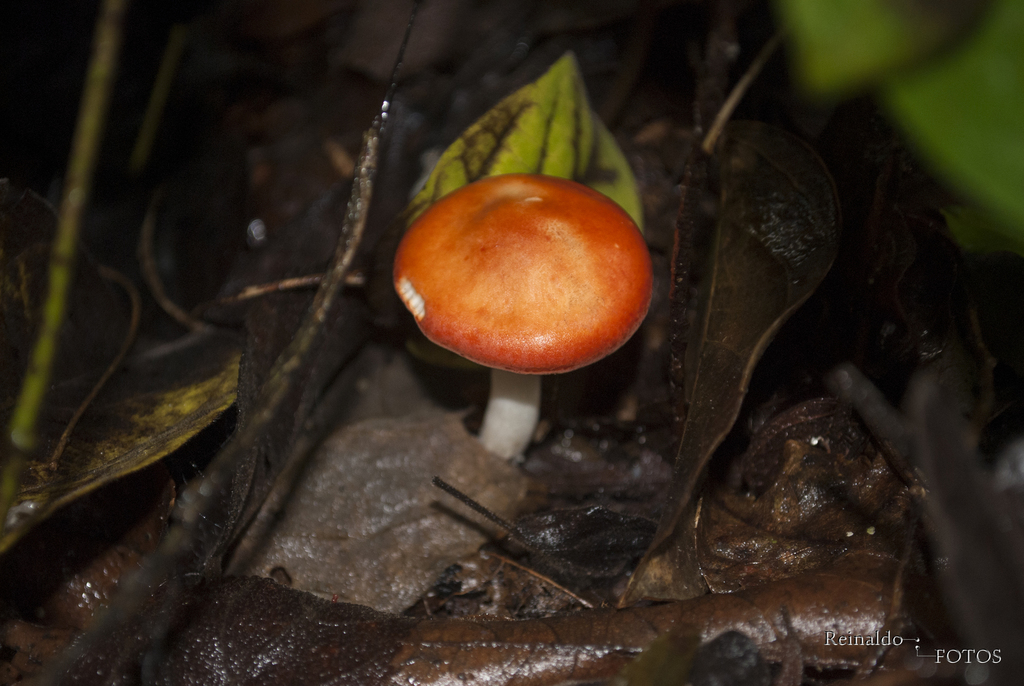 Leucopaxillus gracillimus · February 2015 · photo: © roe_brasil (iNaturalist, cc-by)