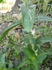 Andrographis echioides