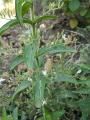 Andrographis echioides
