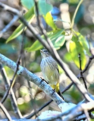 Setophaga palmarum