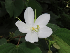 Bauhinia acuminata