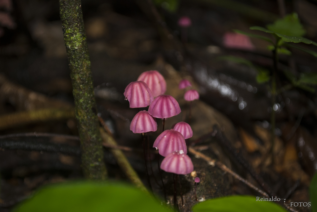 Marasmius haematocephalus · February 2015 · photo: © roe_brasil (iNaturalist, cc-by)