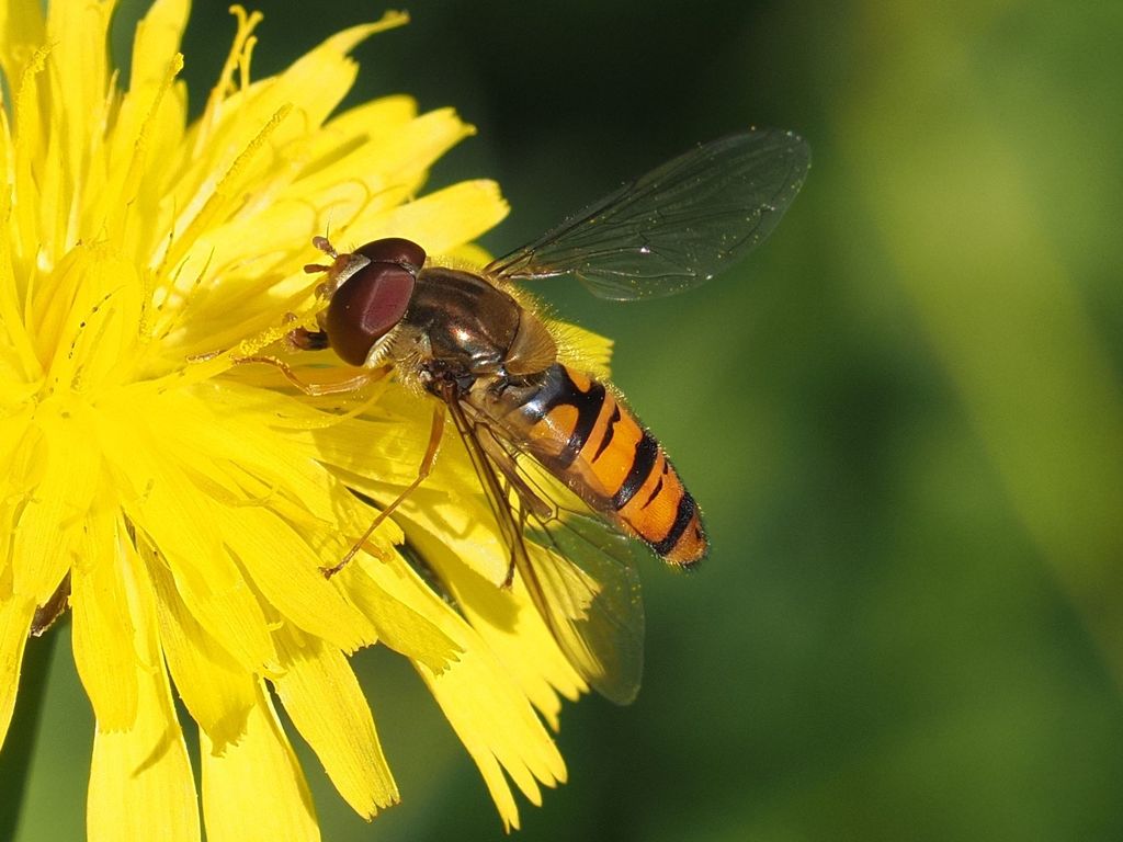 Marmalade Hover Fly (Madeira Hoverflies) · iNaturalist