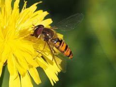 Marmalade Hover Fly