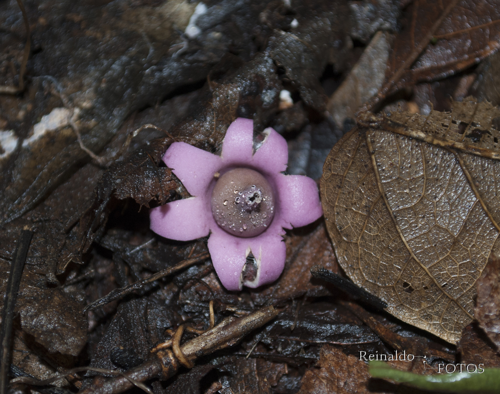 Geastrum violaceum · March 2015 · photo: © roe_brasil (iNaturalist, cc-by)