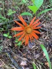 Gerbera jamesonii