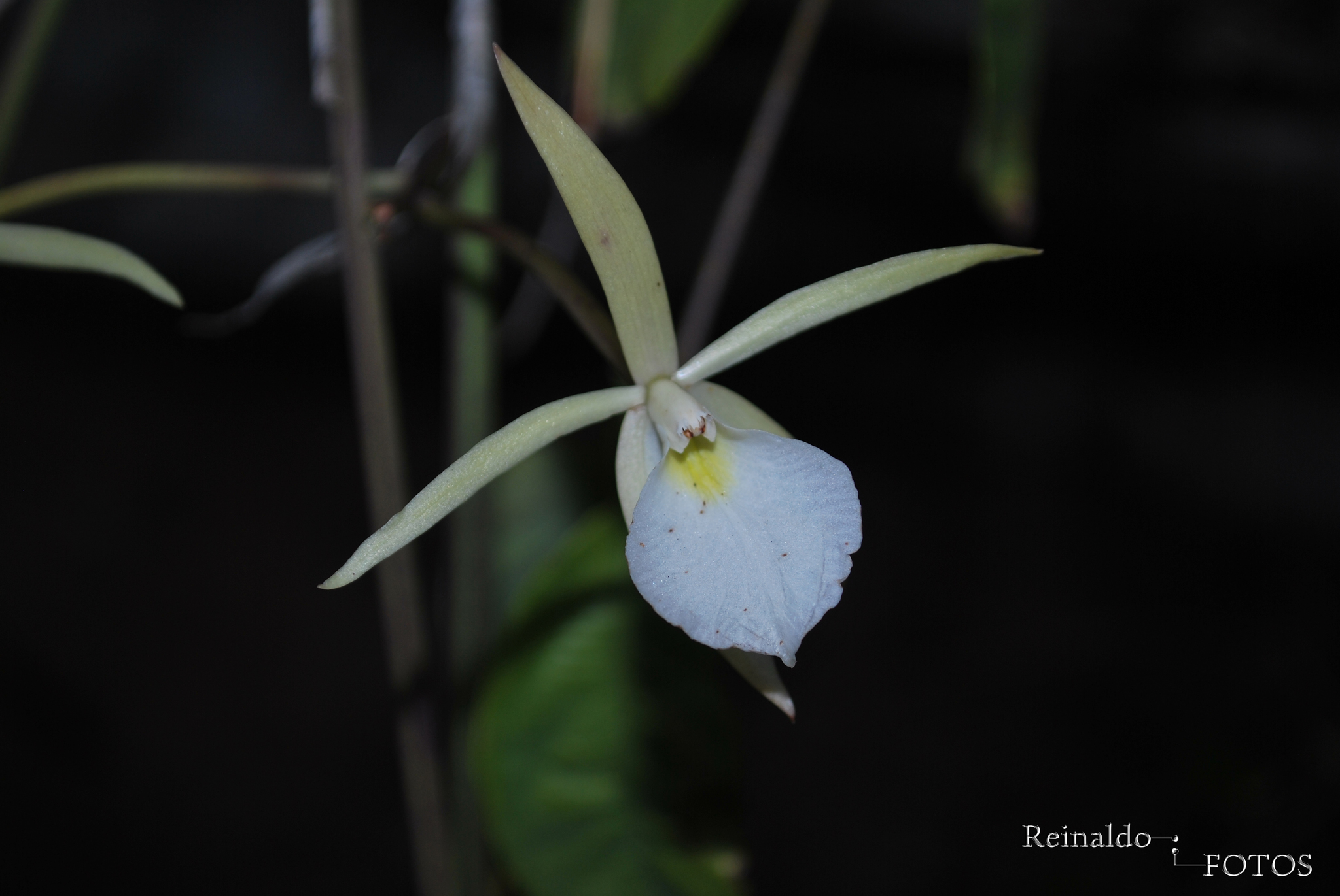 Brassavola tuberculata