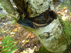Phellinus lundellii