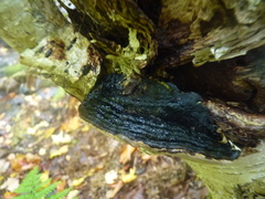 Phellinus lundellii