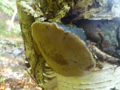 Phellinus lundellii