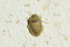 Piezodorus purus