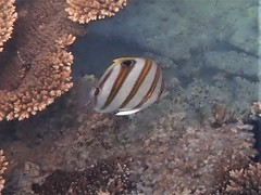 Parachaetodon ocellatus