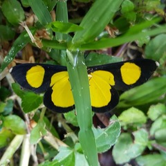 Cyllopoda jatropharia