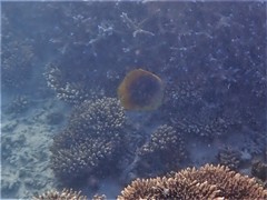 Chaetodon aureofasciatus