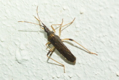 Dicranocephalus