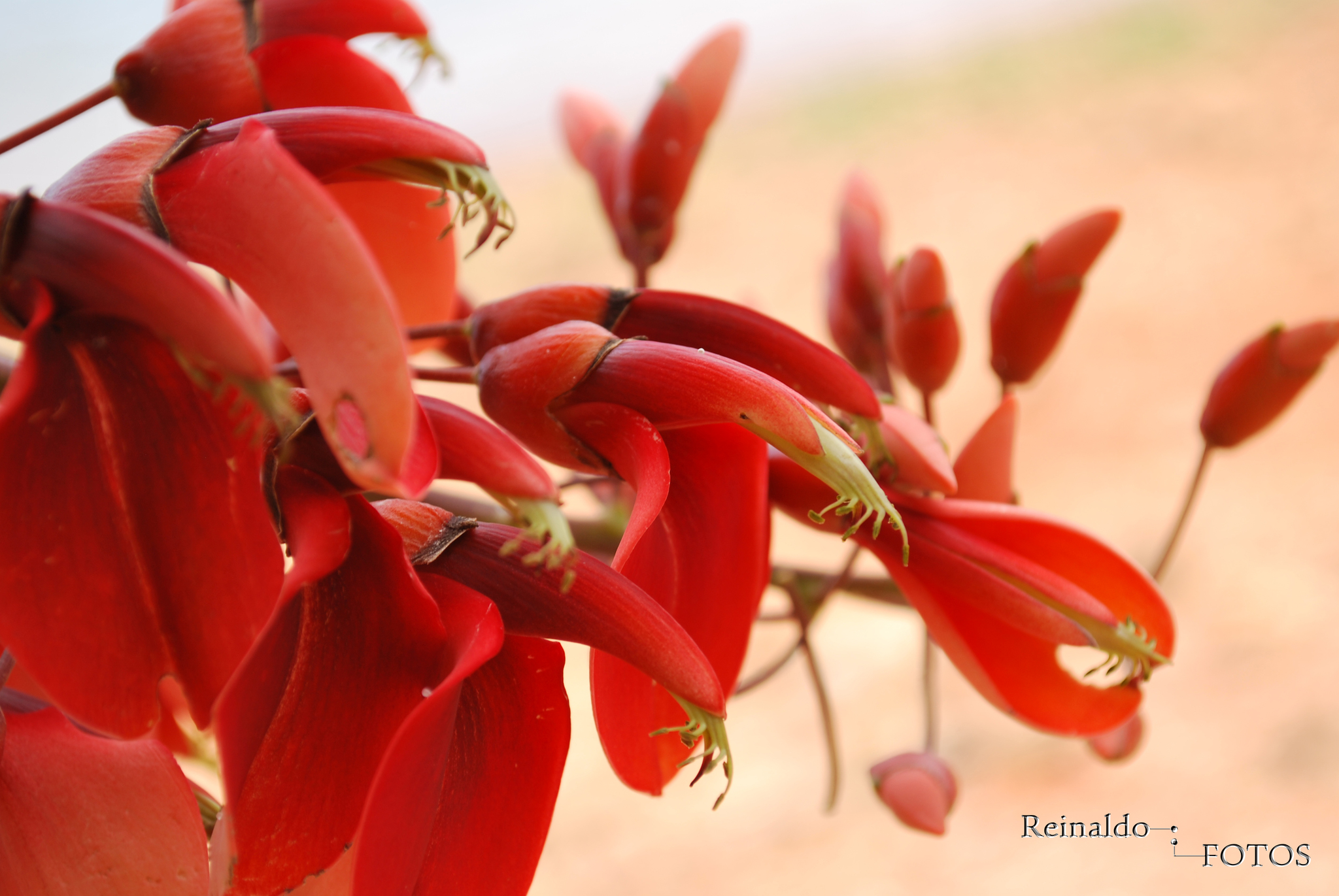 Erythrina crista-galli