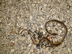 Coniophanes schmidti