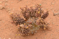Euphorbia braunsii