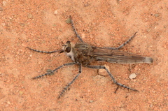 Daspletis vespertilio