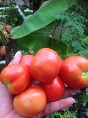 Solanum lycopersicum