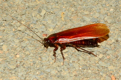 Pseudoderopeltis