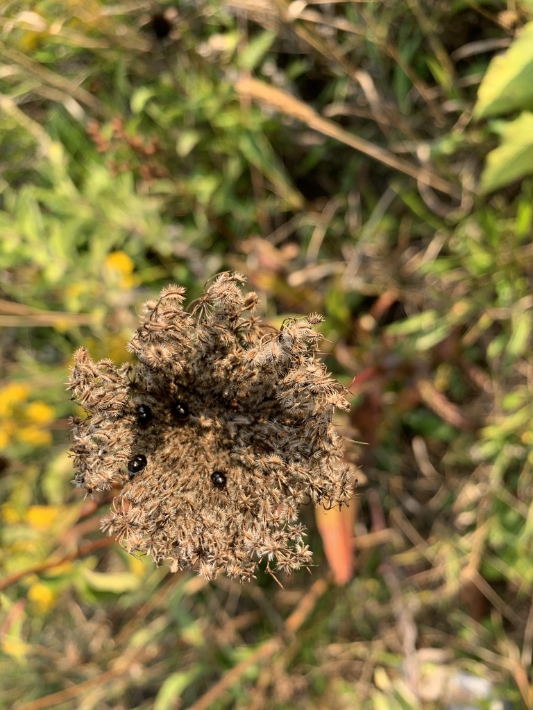 Black Larder Beetle from Western Michigan University, Kalamazoo, MI, US