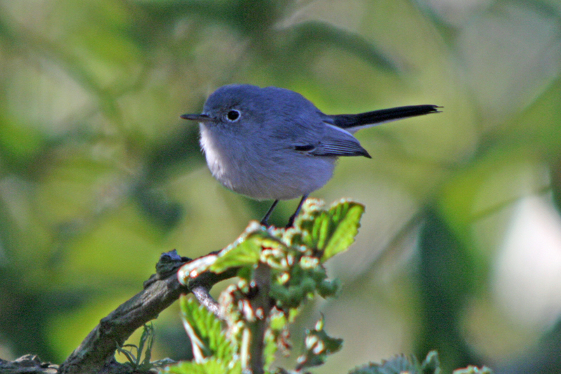 Cuban gnatcatcher - Wikipedia