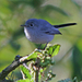 Gnatcatchers - Photo (c) Jamie Chavez, some rights reserved (CC BY-NC)