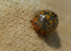 Afrocleta undulata