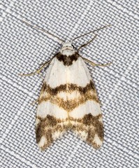 Thallarcha albicollis