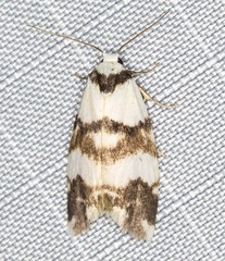 Thallarcha albicollis