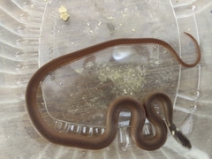 Coniophanes meridanus
