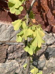 Ginkgo biloba