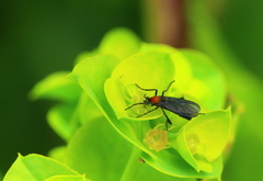 Plecia ruficollis