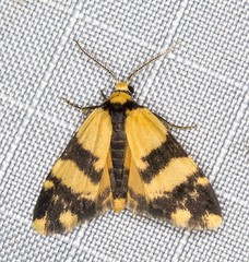 Thallarcha chrysochares