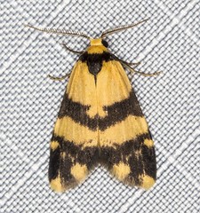 Thallarcha chrysochares