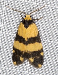 Thallarcha chrysochares