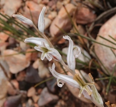 Haworthia bayeri