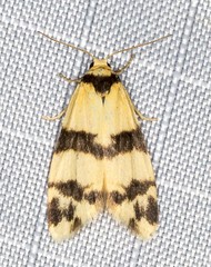 Thallarcha chrysochares