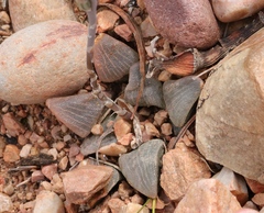 Haworthia bayeri