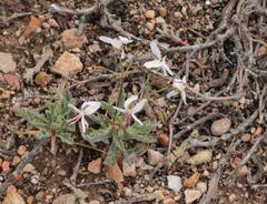 Pelargonium carnosum carnosum