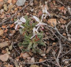 Pelargonium carnosum carnosum