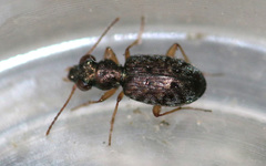 Asaphidion flavipes
