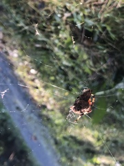 Metepeira labyrinthea