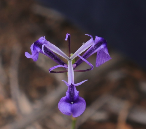 Regal Uintjie (Moraea regalis)
